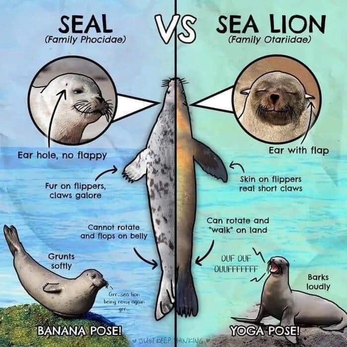 HopkinsMarine's tweet photo. Both harbor seals and sea lions live at Hopkins - this is how to tell the difference! https://t.co/aJLnHWdMx6