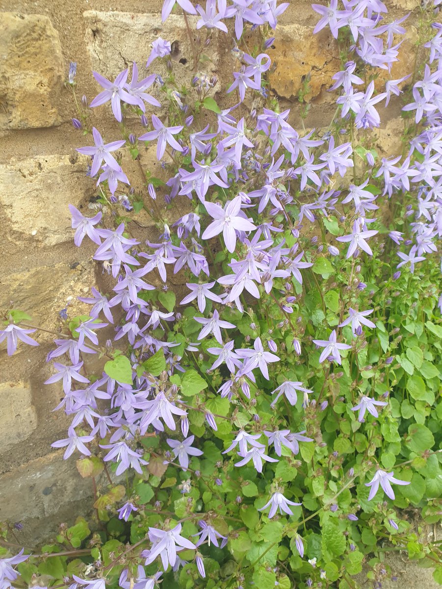 Lovely to see so many campanulae (bell flowers) growing up front yard walls in Hackney at the moment. With street wildflowers, front yard flowers, street trees, parks &amp; parklets, much of my route to work is especially beautiful this time of year :)