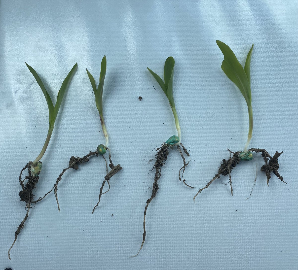And the race is on at the <a href="/ThreeRiversFSCo/">Three Rivers FS</a> - Manchester plot. NK 0007, NK 9922, NK 1188 and NK 0696 are off to a great start. May 9th planting #FS #NKSeeds