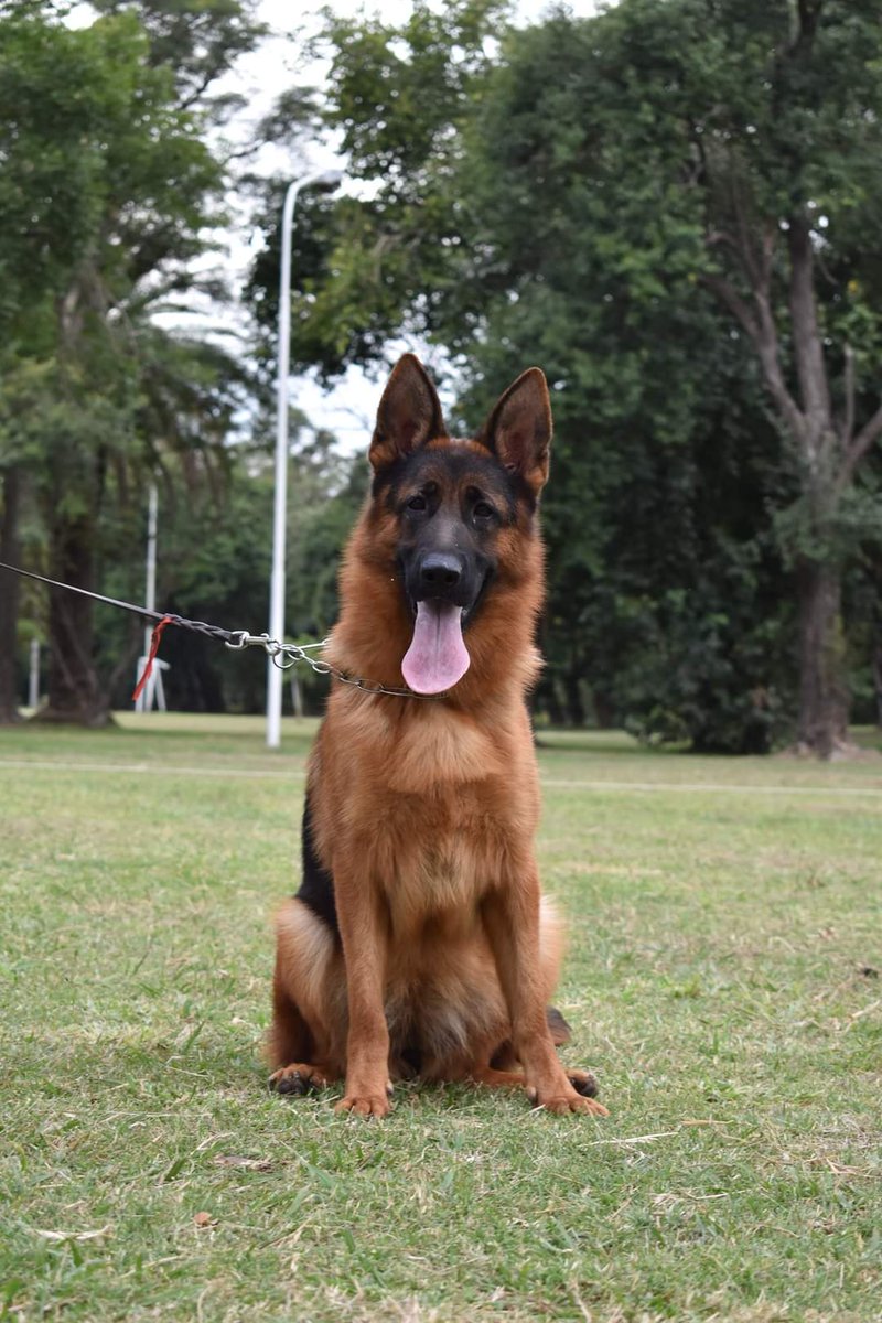 OVEJEROS ALEMANES
"DEL SUEÑO DORADO"

CONSULTAS POR PRÓXIMAS CAMADAS.. SOLO POR WHATSAPP
3492 684169..