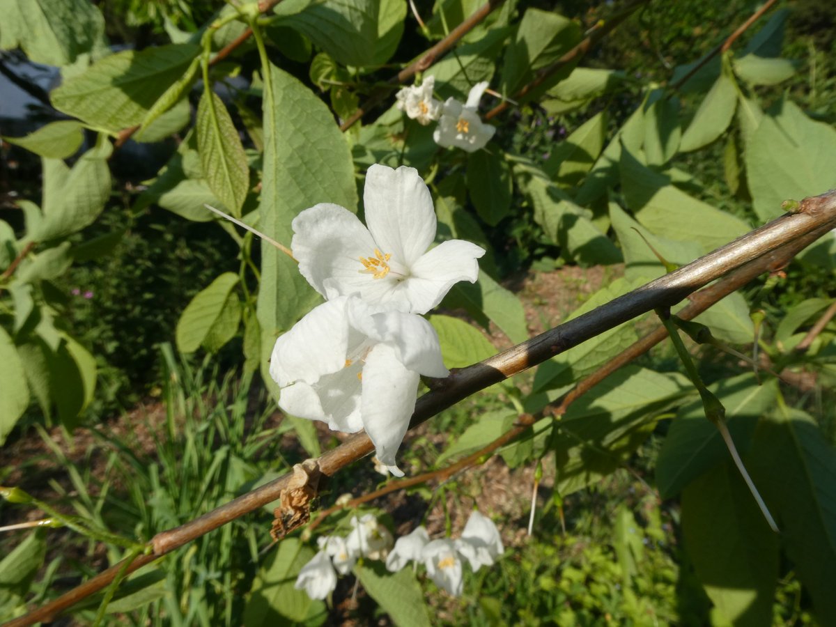 treeruss's tweet photo. #UrbanTreeFestival #TreeWalk
SAT 21 May 2pm

Which Trees are Good for Bees?
https://t.co/tsd9FqXOGr

What do unusual #StreetTrees offer biodiversity?
Learn how to identify rare trees and their role in #UrbanEcology.
I'll be discussing 4 aspects of #StreetTrees as #UrbanHabitat. https://t.co/O3sNlAHUWR