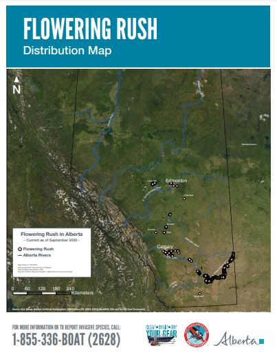 LilsaWater's tweet photo. Lake Isle is the most northerly reported area in #Alberta to have #floweringrush.
Nonetheless, this aquatic #invasiveplant is an ecological threat to wherever it spreads.
Image credit: Government of Alberta
CLEAN - DRAIN - DRY > YOUR GEAR https://t.co/nhi2CEQ0ot
