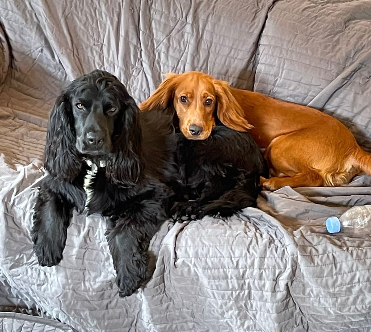 doggiemax7's tweet photo. After dinner chilling…we have full bellies ..getting our comfy on 🐾🐾🐾💕💕💕🌸🌸🌸🧚🏼‍♀️🧚🏼‍♀️Max &amp; Coco #dogsoftwitter #cute #mondaythoughts https://t.co/LToIIWoZIQ