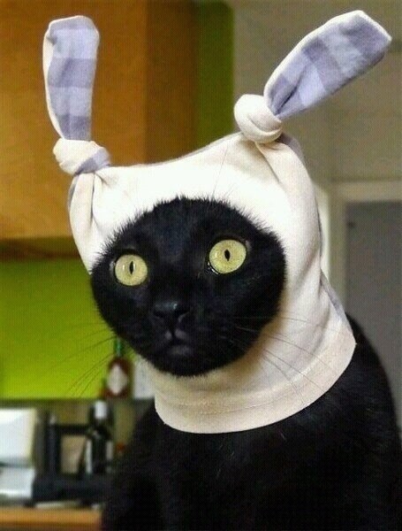drdreamerx's tweet photo. @memeland #memelandtraits 
I know the model in the photo is a cat, but trust me this is gonna look just as dope on hoomans &amp; apes👌 https://t.co/EwKEkaF9V9