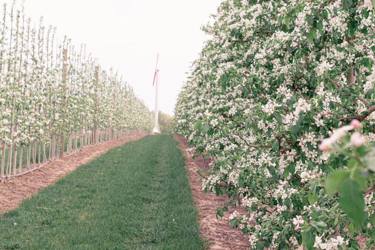 Michigan_Apples's tweet photo. Michigan Apple orchards were in full bloom over the weekend, and the weather was perfect for pollinators to get their important work done! #MIapple #bloom #pollinators https://t.co/sQ9Msx53zO