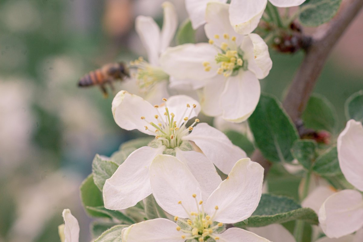 Michigan_Apples's tweet photo. Michigan Apple orchards were in full bloom over the weekend, and the weather was perfect for pollinators to get their important work done! #MIapple #bloom #pollinators https://t.co/sQ9Msx53zO