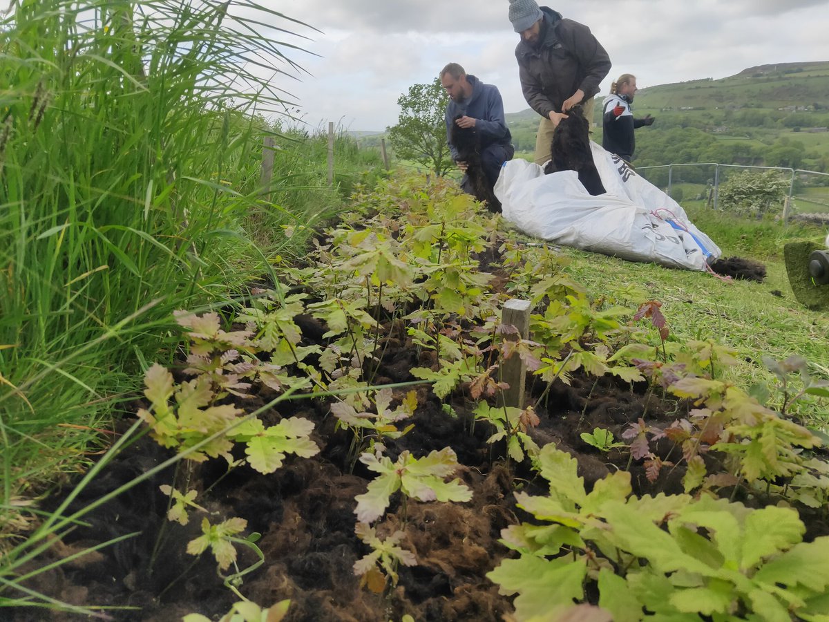 forus_tree's tweet photo. We've been experimenting with donated sheep fleece as mulch to suppress weeds, retain moisture and reduce water consumption. So far it's working well with the Oaks planted in lines but not with Elderberry on our windy exposed site. Needs rain or watering to embed the fleece first https://t.co/p2AcFhSojm