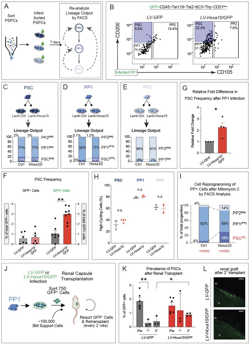 Amazing work by Kevin Leclerc, PhD on Hox gene function in adult skeletal stem cells. #science #orthotwitter #stemcells