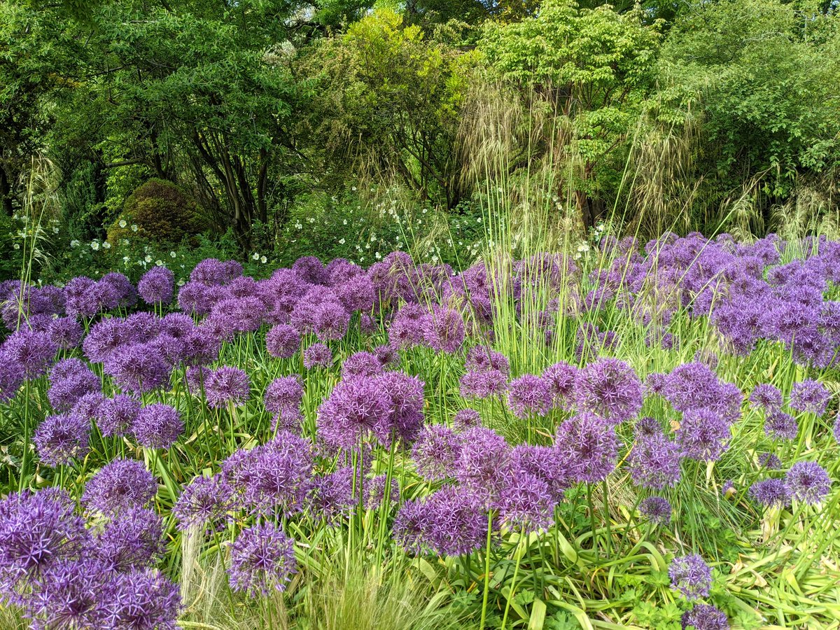 CGWren's tweet photo. Quick visit to Highdown Garden, so many new plants, not many labels so none the wiser. @HighdownGardens https://t.co/4DjLbwJQXI