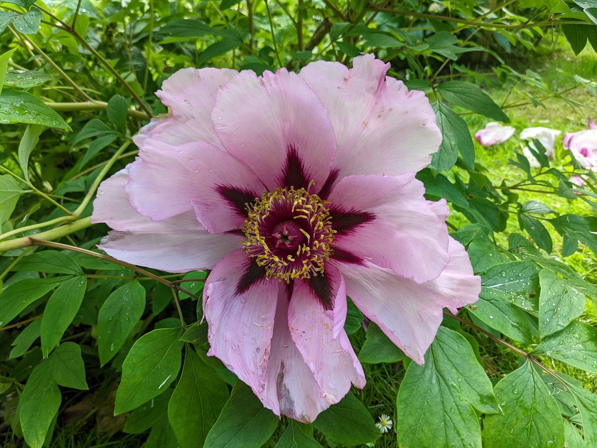 CGWren's tweet photo. Quick visit to Highdown Garden, so many new plants, not many labels so none the wiser. @HighdownGardens https://t.co/4DjLbwJQXI