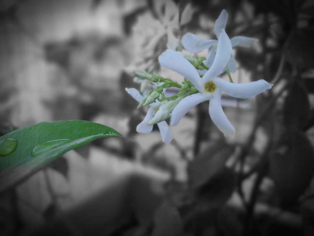 lauralamberti's tweet photo. 1-2-3-4 e 5 #fiore di #trachelospermum #flowers #spring #macro https://t.co/nKckJ2NvOi