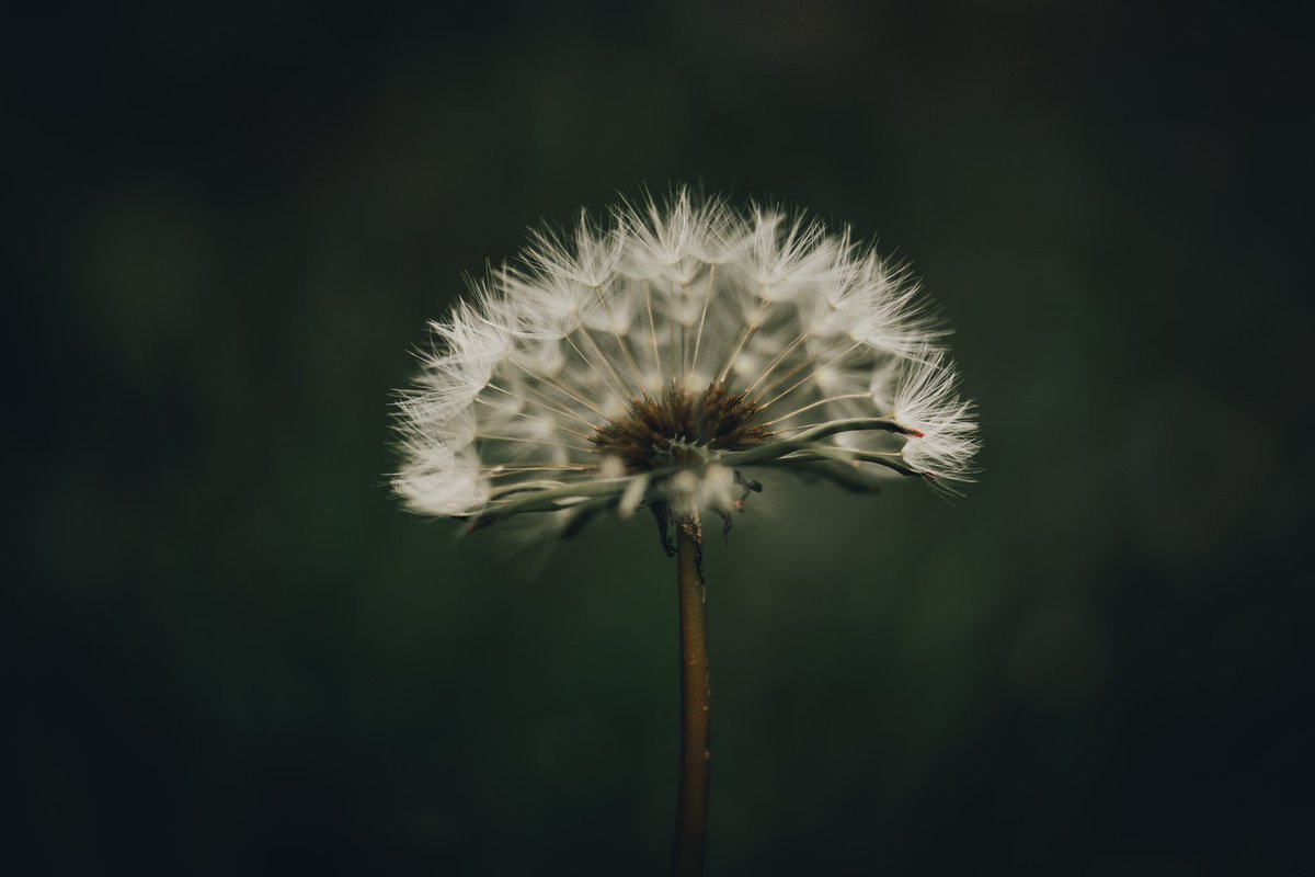 dscvr_unhidden's tweet photo. ✨✨✨hi all, I would like to promote the idea here, that we should find the little, simple beauties of life and nature around us. it is time to realise you don’t need the travel the world to find the joy in your life ✨✨✨ https://t.co/V1cbbYIXjw