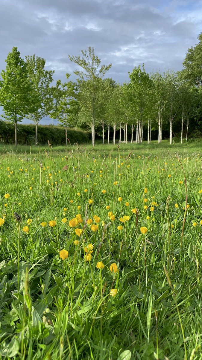 CLSWIFT's tweet image. Loving no mow May. We’ve mowed the odd new pathway &amp;amp; the old paddock lawn has returned to buttercups and daisies. #NoMowMay #mygarden #cheshire
