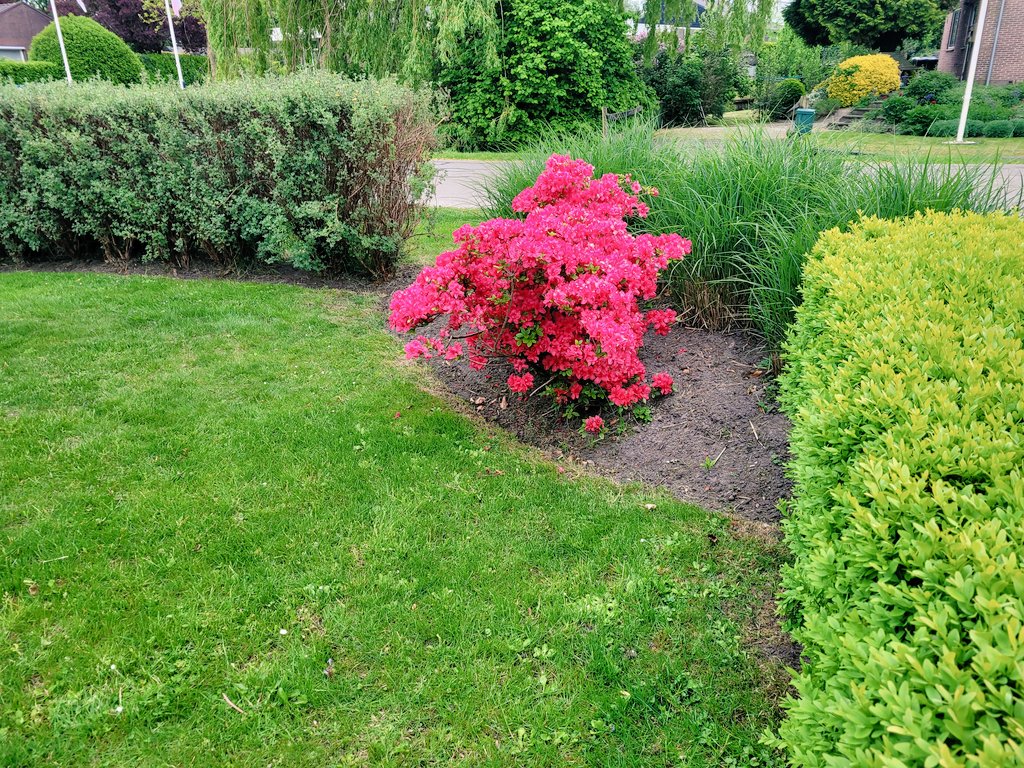 KlijnstraMar's tweet photo. De Rodondendron knalt er uit tussen het verschillende groen van onze tuin. https://t.co/DgPMqFctO2