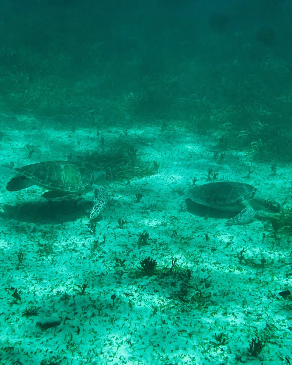 AventureandoP's tweet photo. El paraíso es aquí en Puerto Rico🌞🌴🐢

📍Culebra, #puertorico 
📸: @janc.matos 

¡RECUERDA! Cuida tu isla, lleva tu basura contigo🚯♻️🇵🇷

#gottrip⁉️ #aventureandopr #isladelencanto #culebra #ecoturismo #ecotours #roadtrip #caribbean #playa #sol #tropical #seeturtles #snorkeling https://t.co/MlFVsteo3w