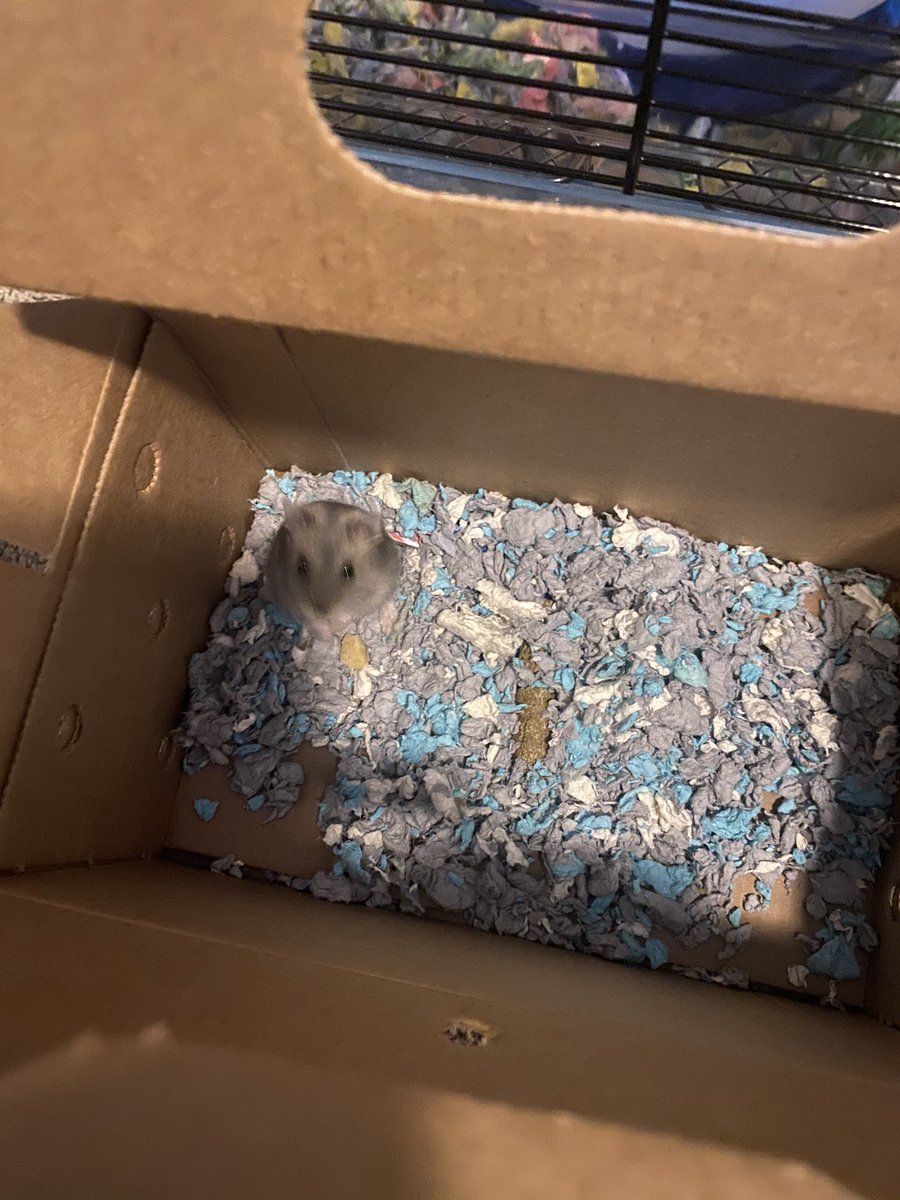 Kade_702's tweet photo. Me and kristina's hamster died and I never really thought it would suck this fucking much man you were such a good boy Sloan :(((( https://t.co/XcEfePSCxt