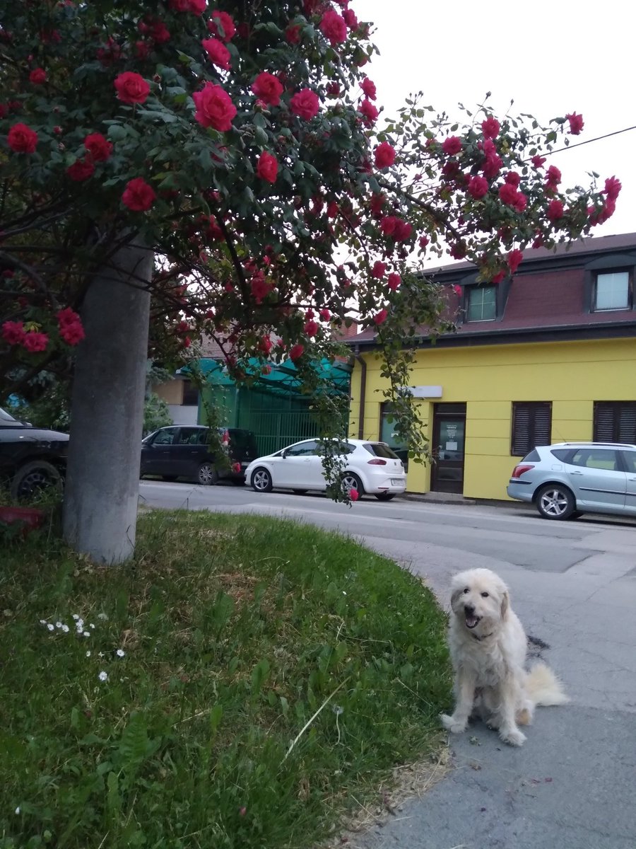Lucy_Styles27's tweet photo. #doggy #nightwalks #doggymodel #8pm #SoDoneWithMe #poorpuppy 
Update: It's 8:33 pm

@Cimorelliband @ChristinaCIM @KathCim @LisaCim @AmyCim @LaurenCimorelli 

@JoeyGraceffa @ThatsJustJoeyy @MissRBaller https://t.co/3DkLnc20LP