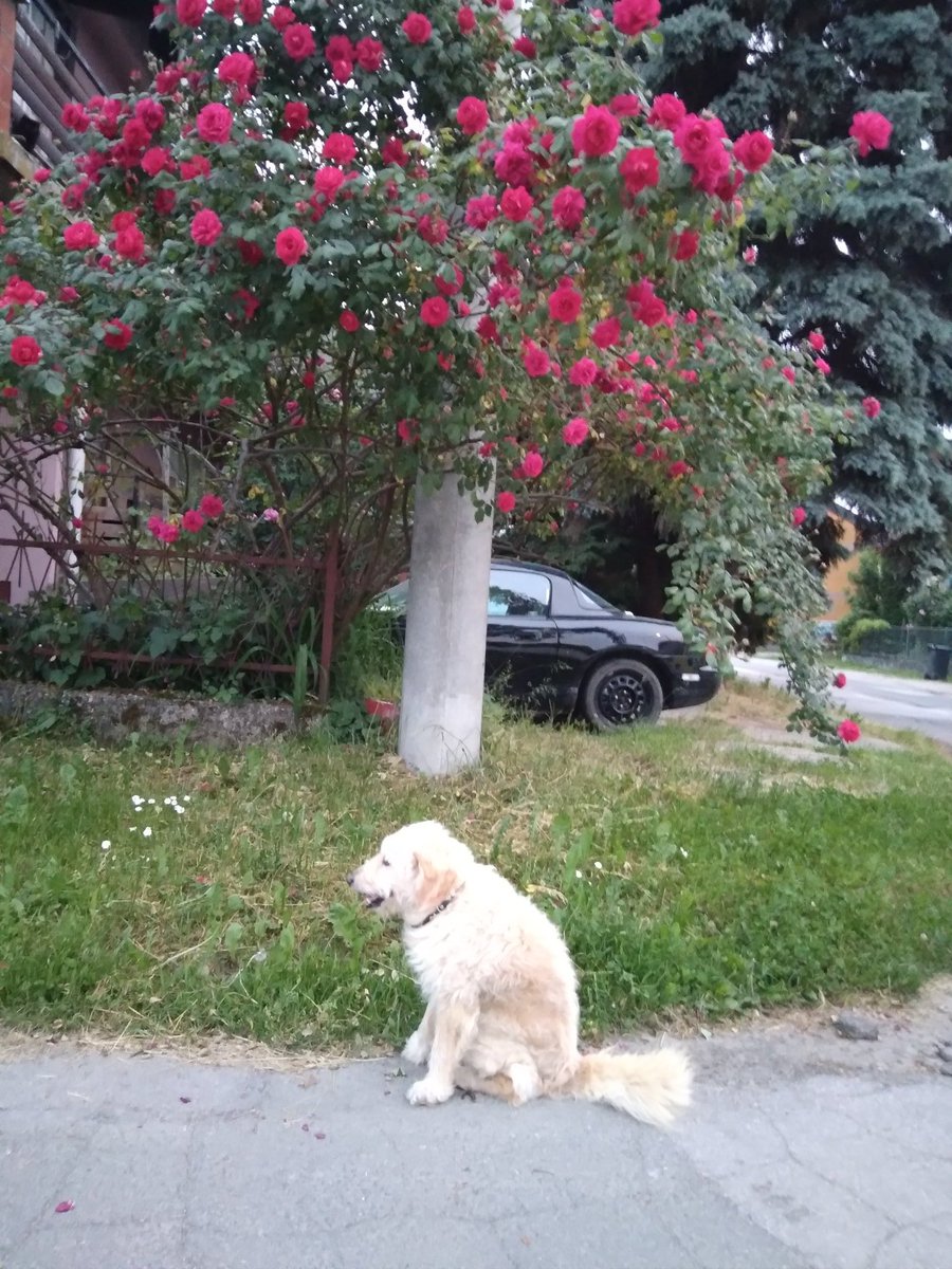 Lucy_Styles27's tweet photo. #doggy #nightwalks #doggymodel #8pm #SoDoneWithMe #poorpuppy 
Update: It's 8:33 pm

@Cimorelliband @ChristinaCIM @KathCim @LisaCim @AmyCim @LaurenCimorelli 

@JoeyGraceffa @ThatsJustJoeyy @MissRBaller https://t.co/3DkLnc20LP