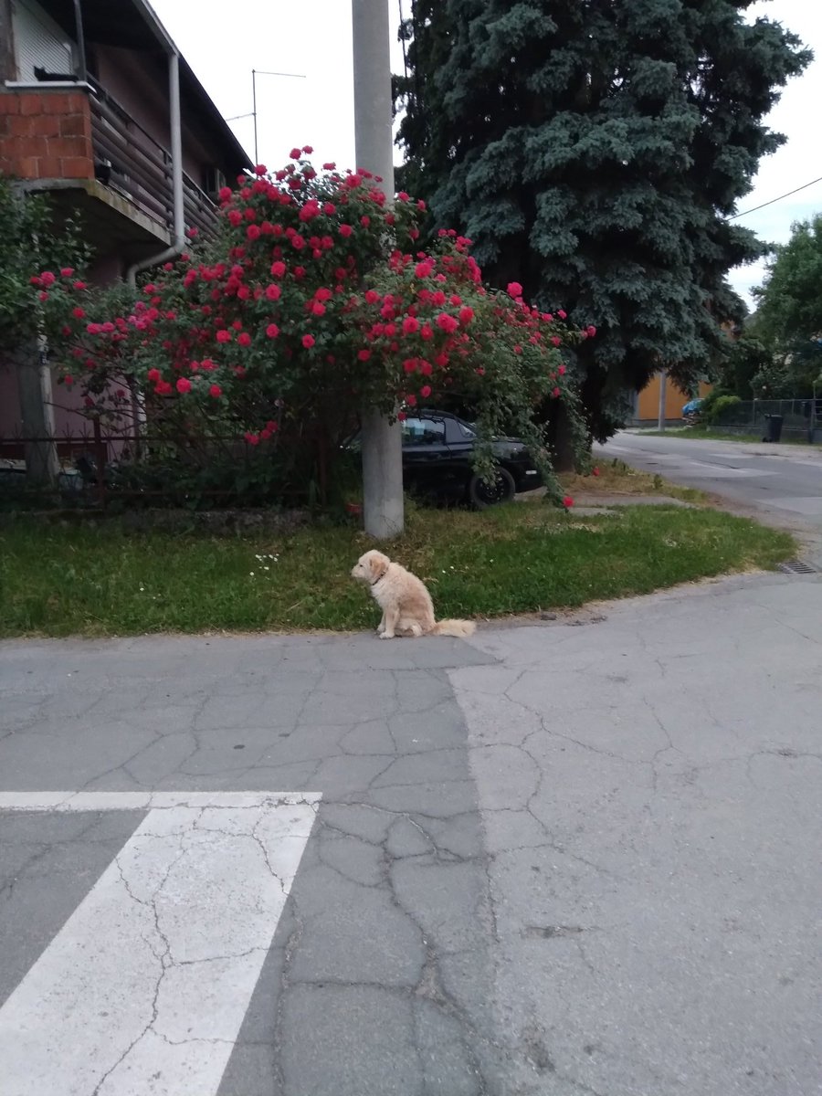 Lucy_Styles27's tweet photo. #doggy #nightwalks #doggymodel #8pm #SoDoneWithMe #poorpuppy 
Update: It's 8:33 pm

@Cimorelliband @ChristinaCIM @KathCim @LisaCim @AmyCim @LaurenCimorelli 

@JoeyGraceffa @ThatsJustJoeyy @MissRBaller https://t.co/3DkLnc20LP