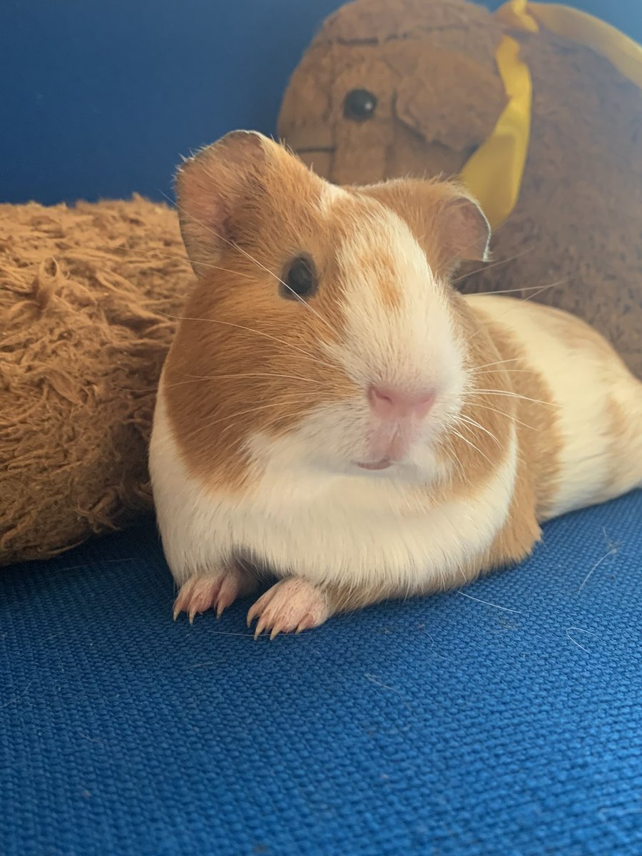 tjtracey79's tweet photo. @SpringvalePS These Guinea pigs sure know how to pose for the camera! How cute are they! 🥹☺️ https://t.co/Q0oYdOEpsj