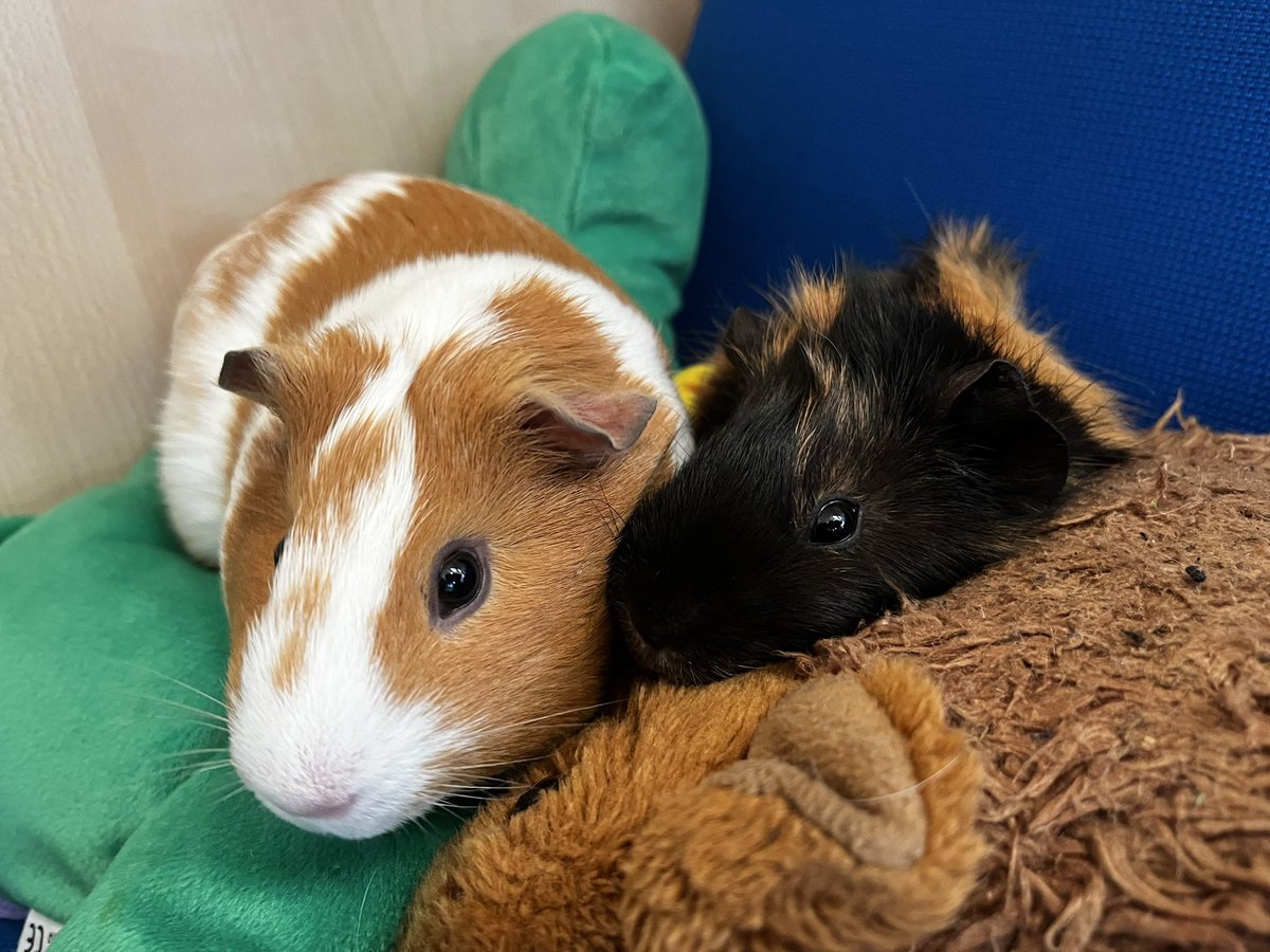 tjtracey79's tweet photo. @SpringvalePS These Guinea pigs sure know how to pose for the camera! How cute are they! 🥹☺️ https://t.co/Q0oYdOEpsj