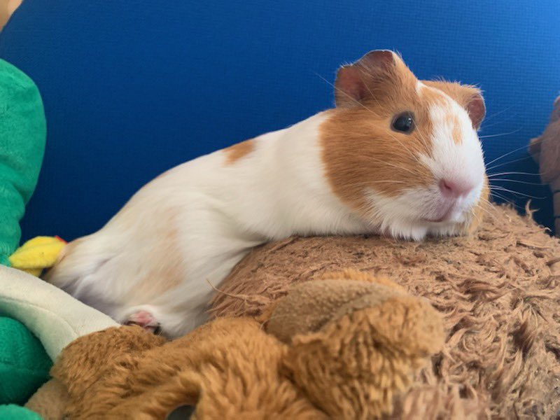 tjtracey79's tweet photo. @SpringvalePS These Guinea pigs sure know how to pose for the camera! How cute are they! 🥹☺️ https://t.co/Q0oYdOEpsj