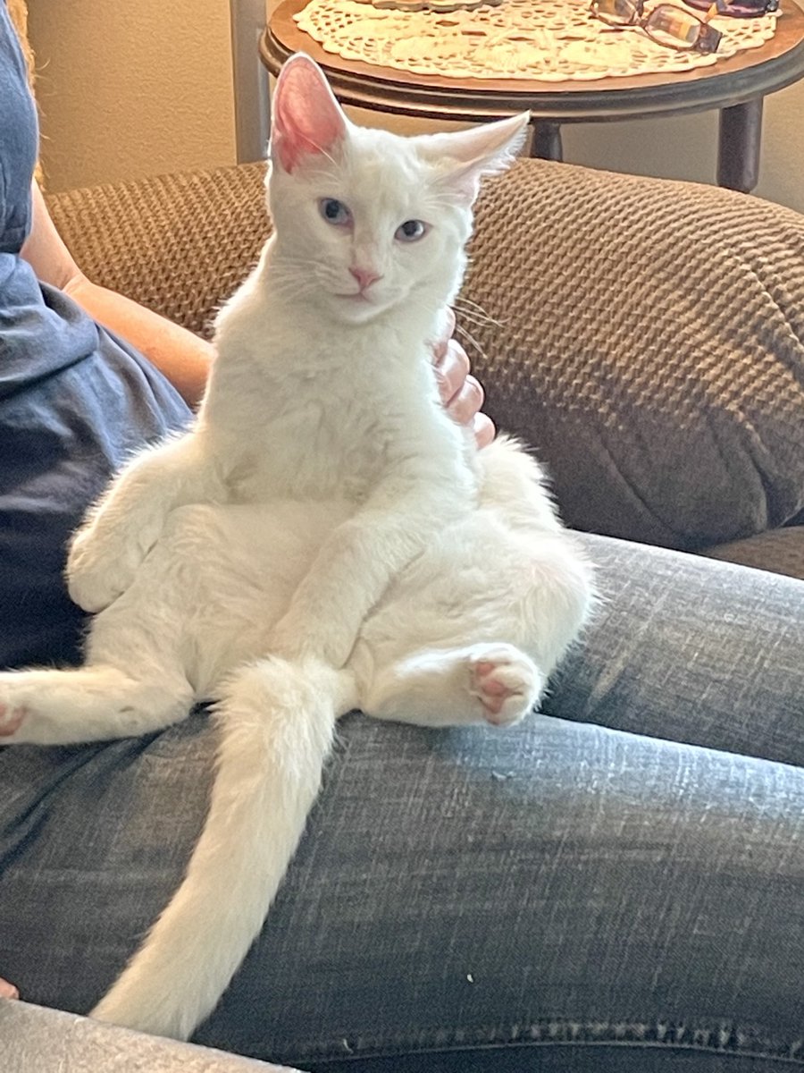 EmpressIvey's tweet photo. This look! πππ€£π€#The KittenWillameena #kittenAntics https://t.co/DoiojpSt1T