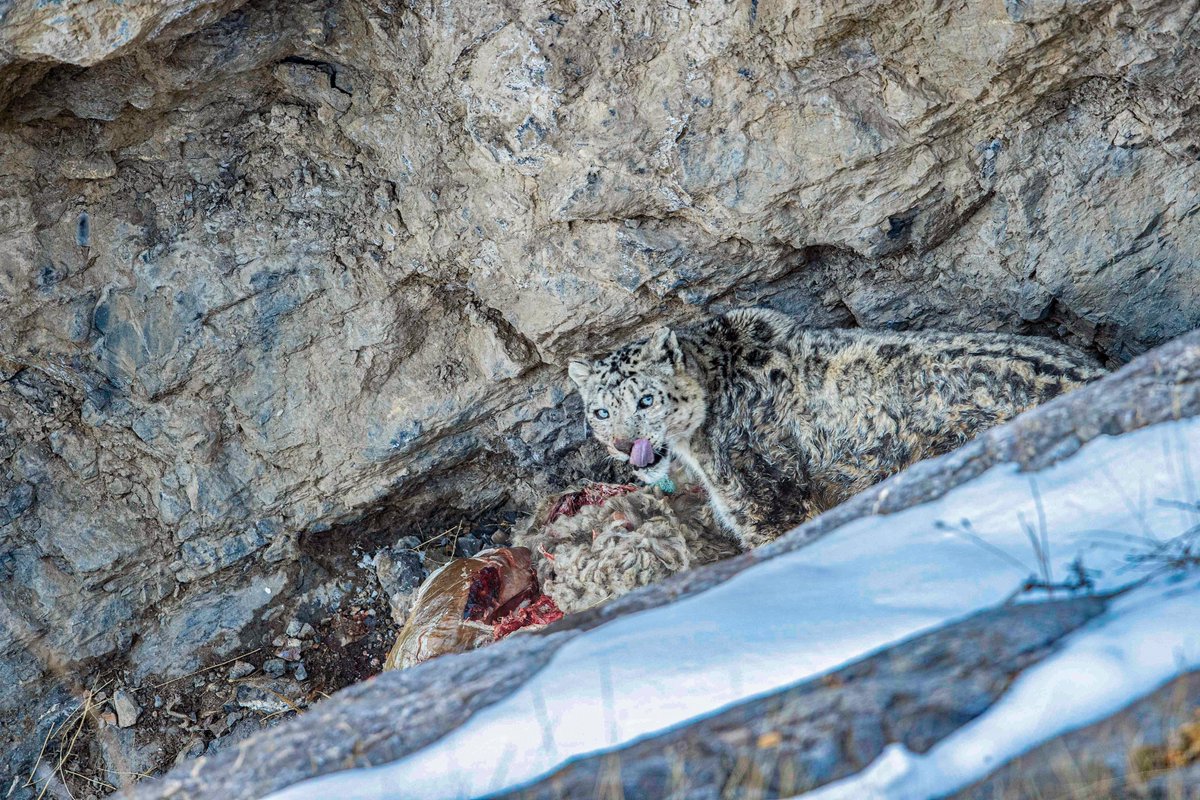 ismails's tweet photo. Throwback to this stunner of a being.
Canon EOS 5D MkIII + Canon EF 600mm f/4L IS USM
#snowleopard #shann #irbis #grayghost #mountains #capturedoncanon #gitzoinspires #gitzo #snowleopardman #snowleopardexpedition #ismail #ismailshariff https://t.co/eVmxSaAwFE