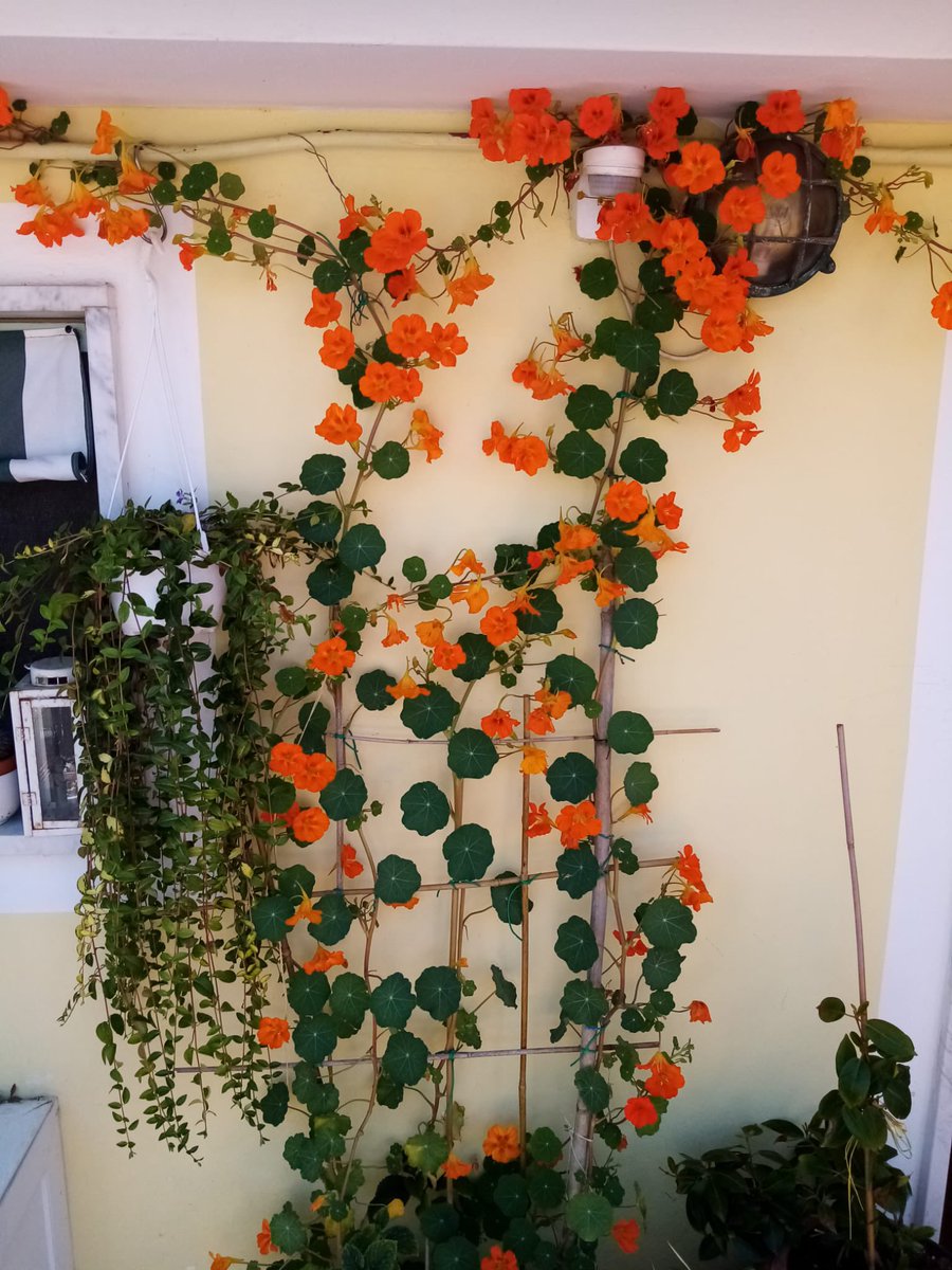 eli_ucora's tweet photo. ♥️my mother’s plants https://t.co/gI6eJrOArn