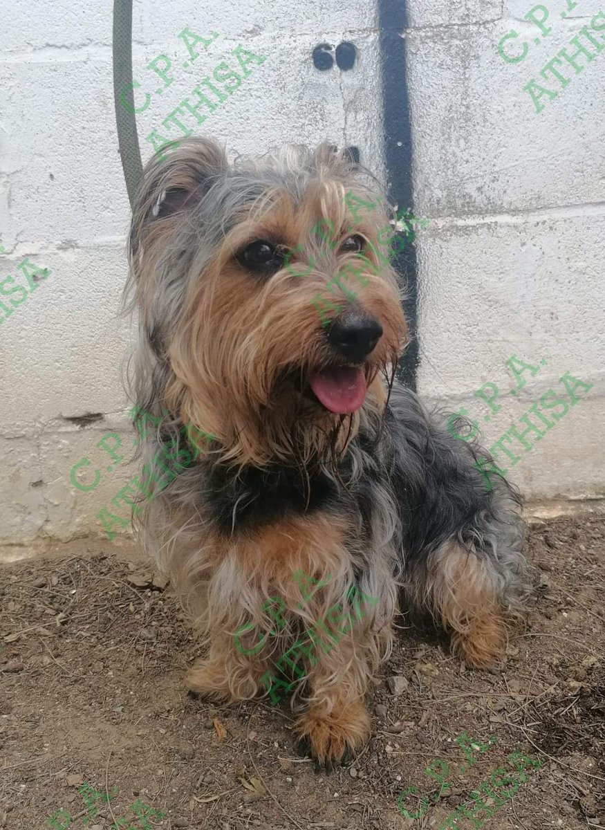 ❗ EN ATHISA PERRERA DE CHICLANA ❗
YELENA ♀️  HEMBRA, DE UNOS 2 AÑITOS, BUEN CARÁCTER, RECOGIDO EN JEFATURA DE PUERTO REAL. SU FAMILIA DISPONE DE 10 DÍAS DESDE SU ENTRADA EN EL CENTRO PARA RECLAMARLO, DE NO SER ASÍ PODRÁ SER ADOPTADO POR ALGUNA FAMILIA QUE LO QUIERA XA SIEMPRE💕