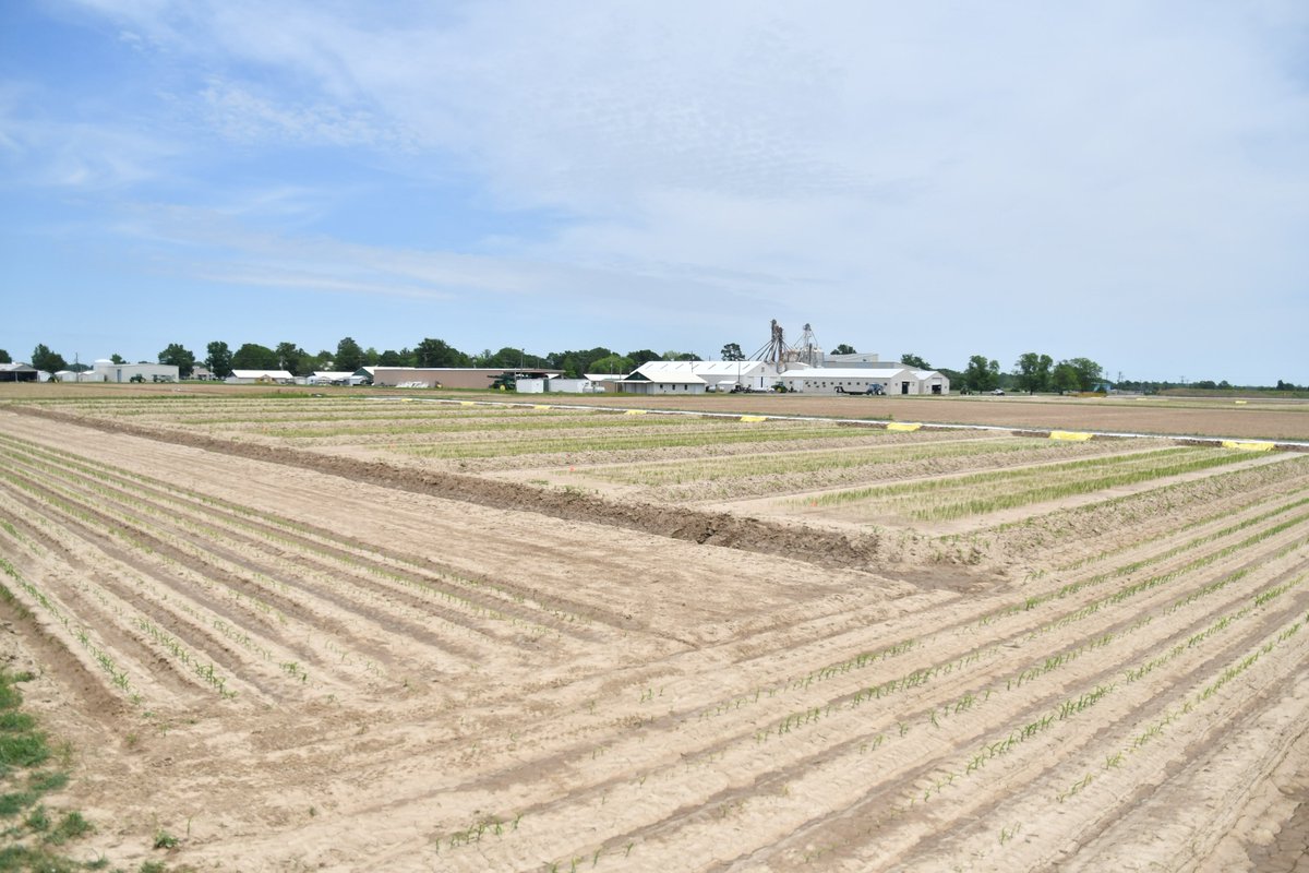 dustingnorth's tweet photo. The @AginArk Rice Breeding is about to wrap up #plant22. Just over a month from first to last planting to allow time for selecting and harvesting this season. #RiceCheckoffAtWork #Rice @ArkAgResearch https://t.co/ezjs56PkLE