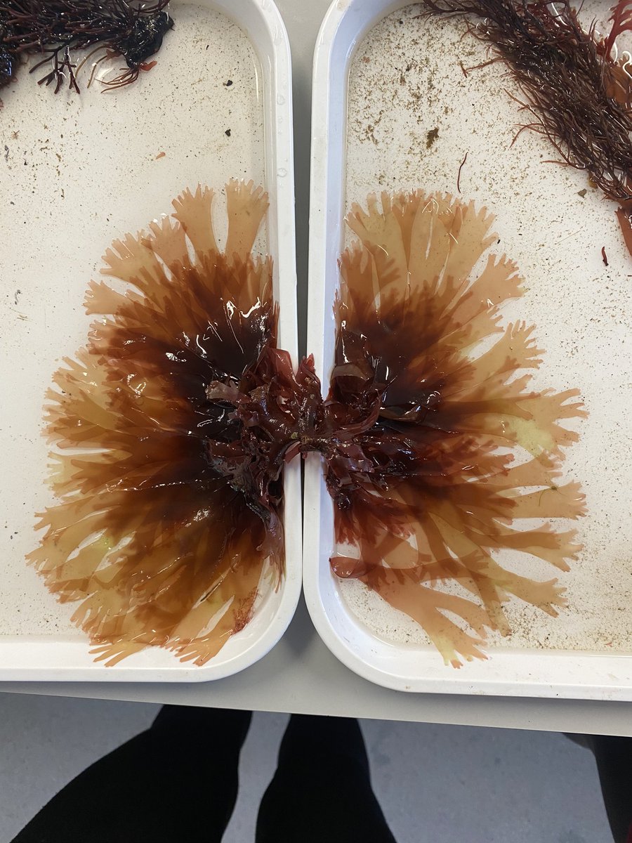 Emma Stuart tweet media