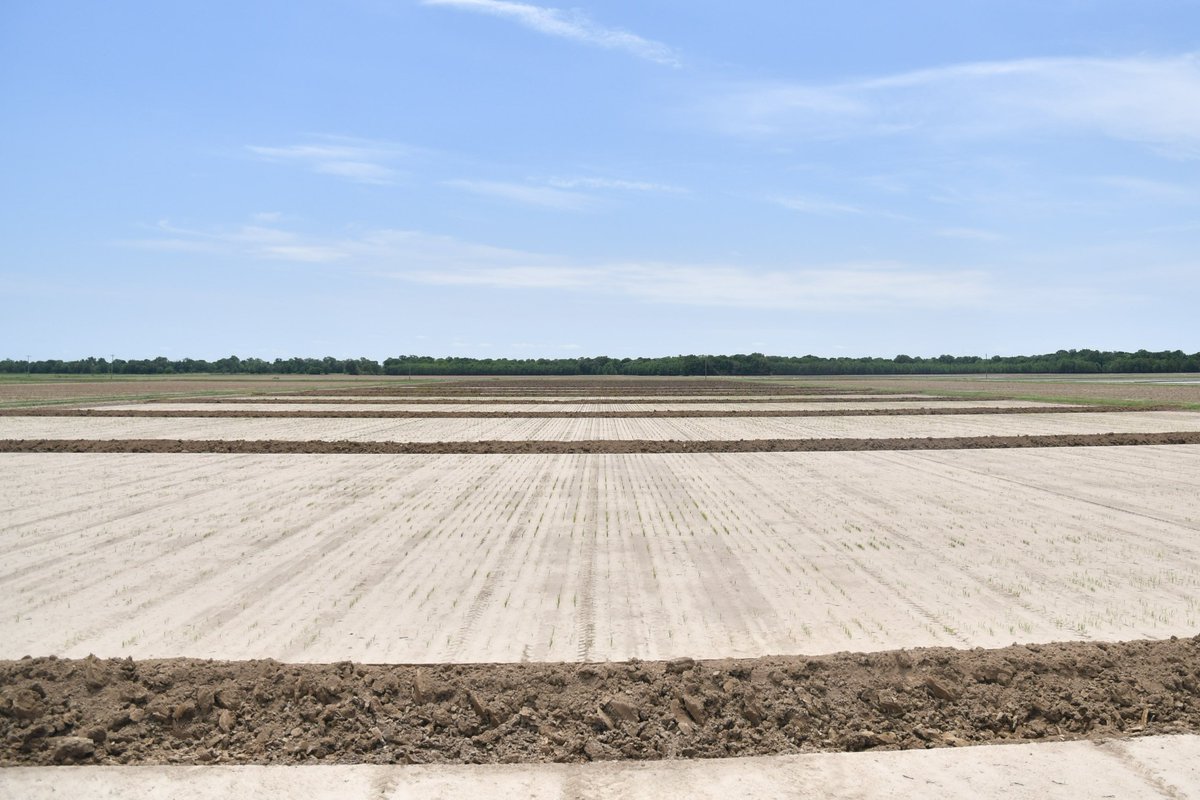 dustingnorth's tweet photo. The @AginArk Rice Breeding is about to wrap up #plant22. Just over a month from first to last planting to allow time for selecting and harvesting this season. #RiceCheckoffAtWork #Rice @ArkAgResearch https://t.co/ezjs56PkLE