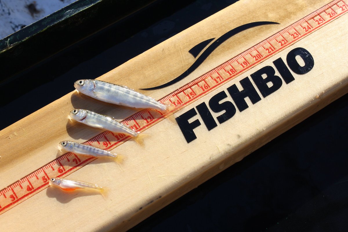Fishbiology's tweet photo. A recent study suggests that maintaining cold water refuges is critical to the survival of late migrating Spring-run Chinook #salmon. Check out this week's #FishReport to learn more: https://t.co/F5KUgjkDPn https://t.co/eolLXhdYei