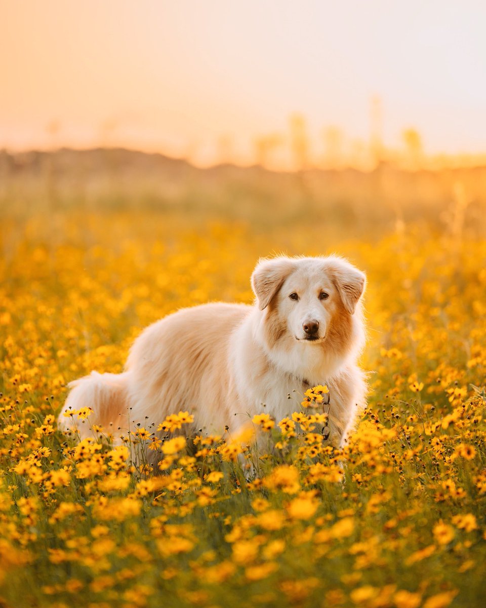 she looks so beautiful in a field of flowers #flowerfield #dogsoftwitter