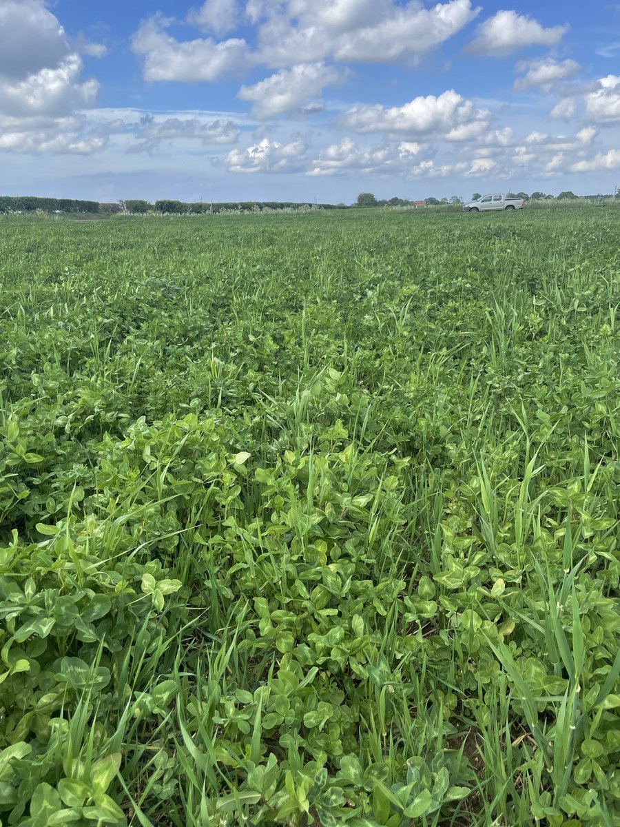 Drilling spring barley into red clover 5 ways - 1 plough, 2 cultivated once, 3 cultivated twice, 4 strip till with demo @MzuriDrills, 5 direct drilled. Lots of lessons for this year’s under-sown  white clover. #organicfarming #livingmulch