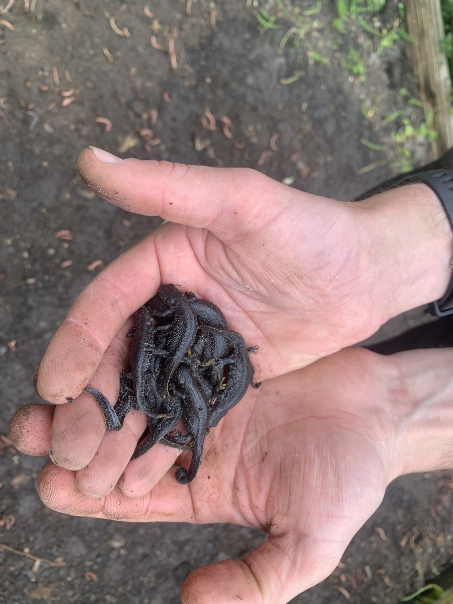 Pedal_R's tweet photo. An awesome day at @scienceoxford dodging the showers, laying paths, weeding and planting raised beds and rehoming a gaggle of newts! Thanks for all your help to our willing #volunteers - you are the best, you even brought snacks! https://t.co/twfWFBnPlr