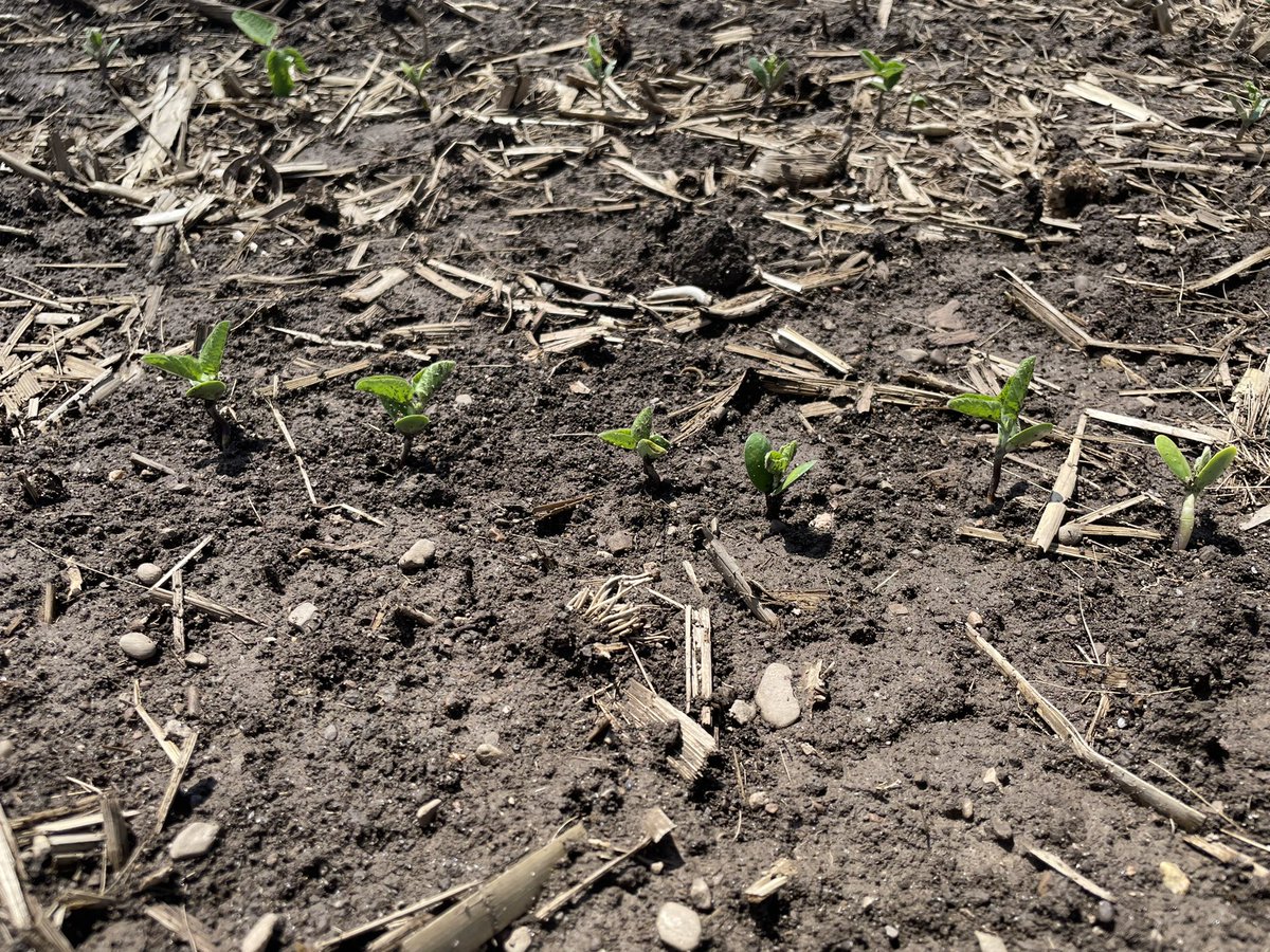April 29th planted <a href="/AgriGold/">AgriGold</a> 3001 E3 showing outstanding early season vigor and wet feet tolerance. This field sat under water for several days and took an abundance of temp swings. Soybeans are tough <a href="/GfisherAG/">Grant Fisher</a>
