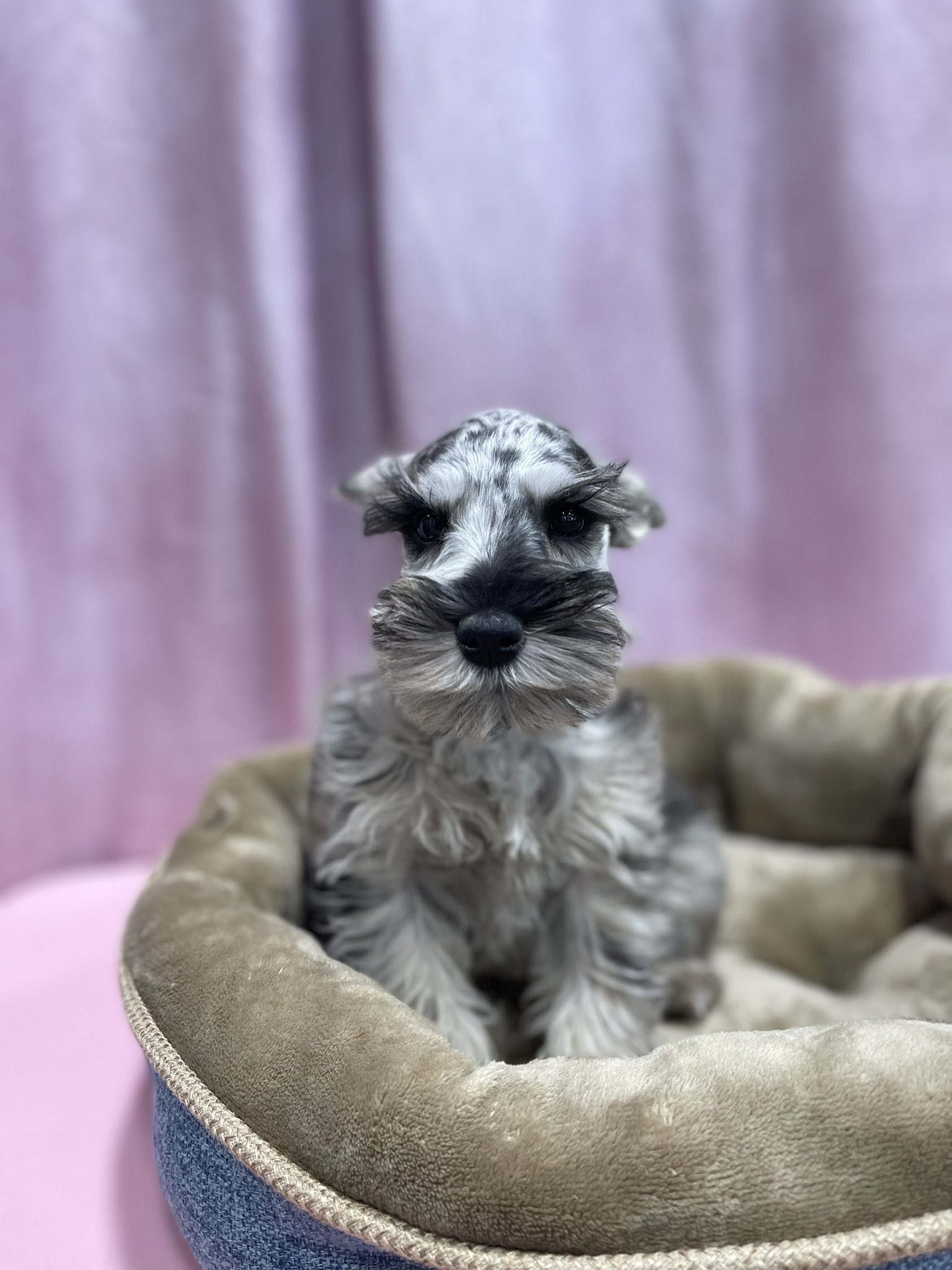 Forever Love Puppies Kendall (PuppiesKendall) / Twitter