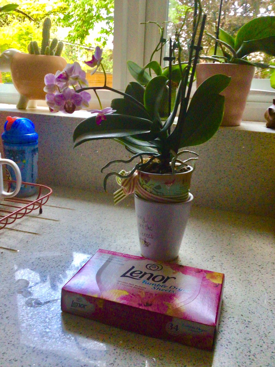 suehurst04's tweet photo. Time to open the box and try the other scent in the dryer. Pink orchid to match the box. Flowers are the way forward! #SheetLoadsOfFreshness, #SavvyCircle #ad https://t.co/ur1fljqdtx