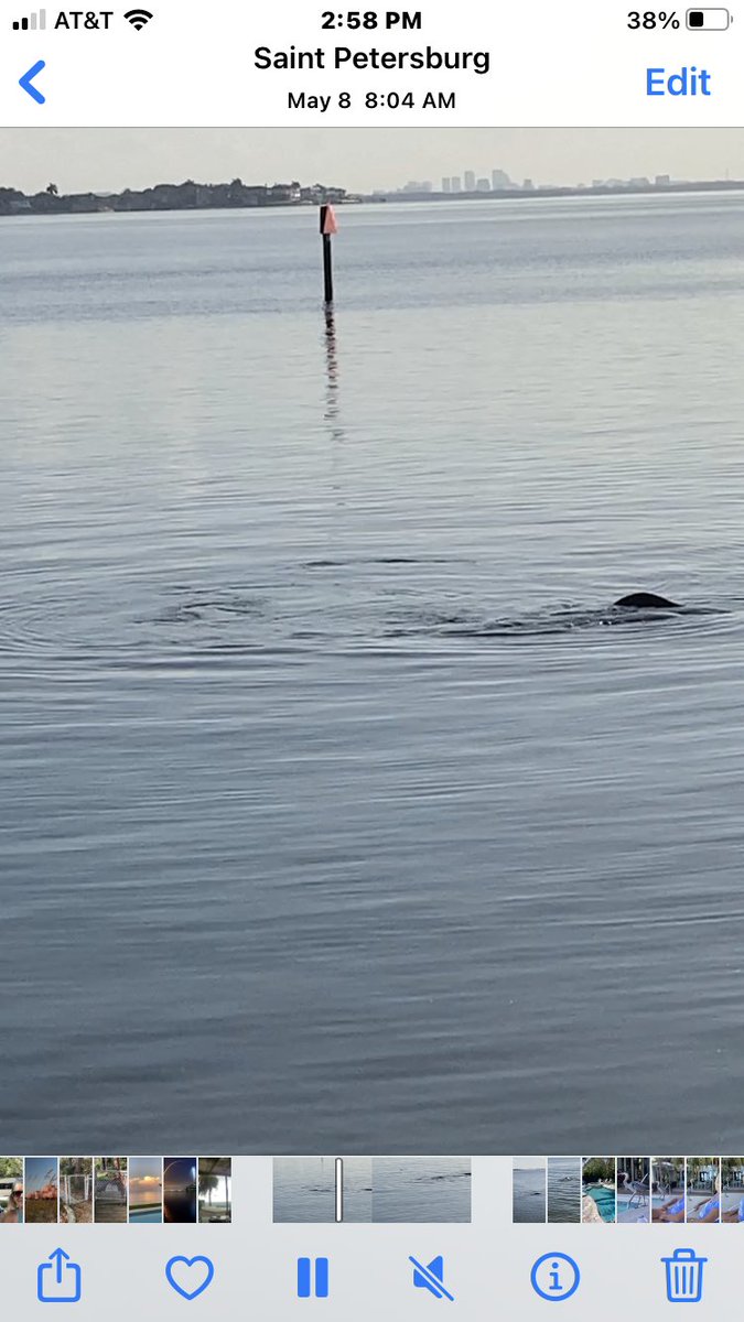 JayFausch's tweet photo. Boaters in Tampa Bay Snell Isle channel around red marker 12 and northward - please slow down and be on the lookout for manatees in the area. #MyFWC #PinellasCoNews #St_PetersburgFL #StPetePD #savethemanatee https://t.co/OqT1EY1D2f