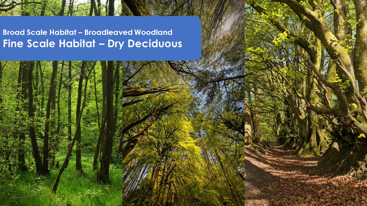 theNPMS's tweet photo. Unfortunately we are having to postpone our training webinar this week on Dry Deciduous Woodland, due to Sarah @MothMighty having to collect the Ukrainian guests coming to stay with her. We will send out a new date shortly. Thank you for understanding. #trainingwebinars #woodland https://t.co/mw3Q7DzRZB