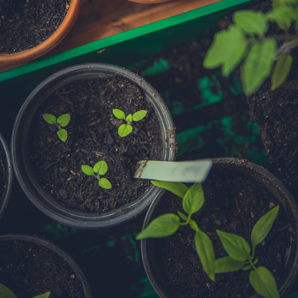 westcoastseeds's tweet photo. 🌱 If cold weather persists, transplanting may be delayed by weeks. Most plants are OK with potting on, but care should be taken to not damage the delicate root system &amp; without bruising 🍂leaves + stem. Handling seedlings by the root ball is often safest. 

#WestCoastSeeds https://t.co/3P7SrQkQ7v