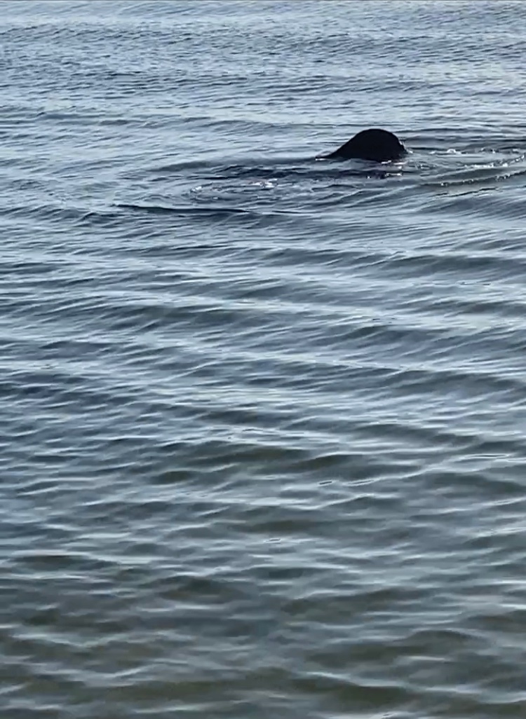 JayFausch's tweet photo. Boaters in Tampa Bay Snell Isle channel around red marker 12 and northward - please slow down and be on the lookout for manatees in the area. #MyFWC #PinellasCoNews #St_PetersburgFL #StPetePD #savethemanatee https://t.co/OqT1EY1D2f