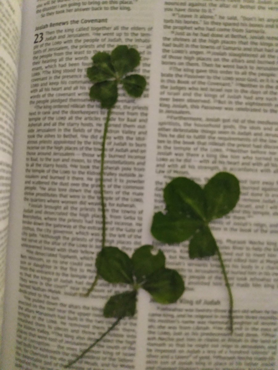 sscall664's tweet photo. Spreading good luck to all 🍀 found all 3 of these 4 leaf clovers in one day https://t.co/UUlMHQExMD