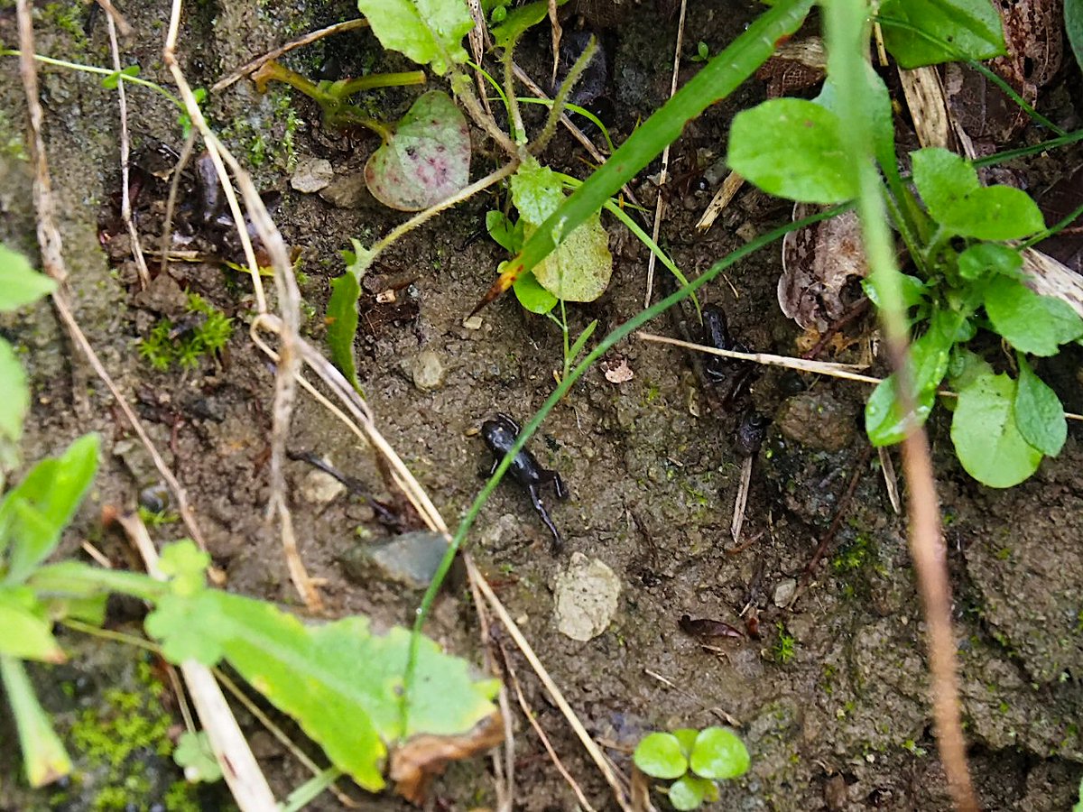 ehehe__he's tweet photo. Their Migration Seems To Be Largely Over.
Some Are Still Climbing Up The Base Of The Mountain.
The Skirt Of Mountain At The Valley Of A Park, Eastern-Japanese Common Toadlets. 2022/05/15.
#toad
#toadlet
2022 Other Various Frogs
https://t.co/TbL6GjIwcG https://t.co/f4gmVw1DFn