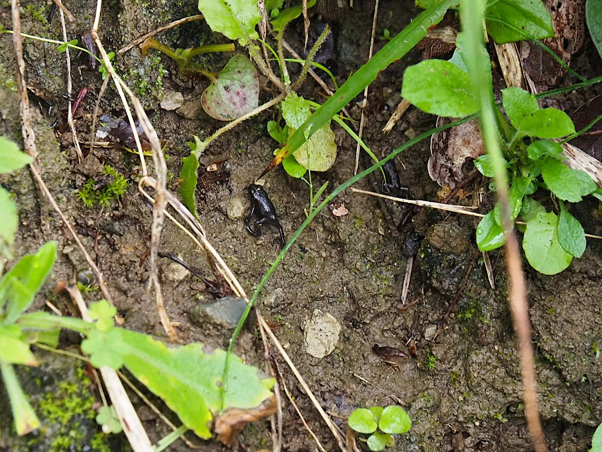 ehehe__he's tweet photo. Their Migration Seems To Be Largely Over.
Some Are Still Climbing Up The Base Of The Mountain.
The Skirt Of Mountain At The Valley Of A Park, Eastern-Japanese Common Toadlets. 2022/05/15.
#toad
#toadlet
2022 Other Various Frogs
https://t.co/TbL6GjIwcG https://t.co/f4gmVw1DFn