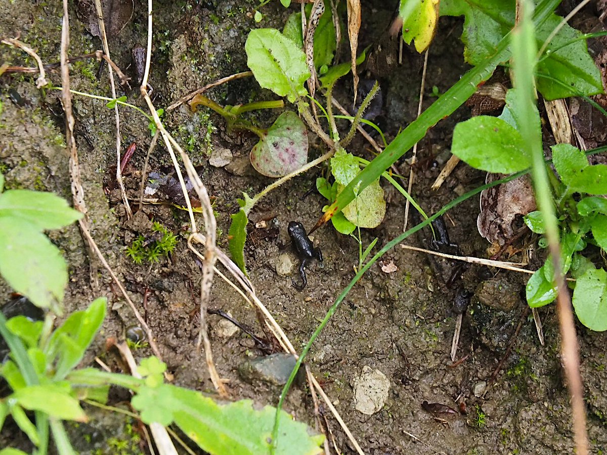 ehehe__he's tweet photo. Their Migration Seems To Be Largely Over.
Some Are Still Climbing Up The Base Of The Mountain.
The Skirt Of Mountain At The Valley Of A Park, Eastern-Japanese Common Toadlets. 2022/05/15.
#toad
#toadlet
2022 Other Various Frogs
https://t.co/TbL6GjIwcG https://t.co/f4gmVw1DFn