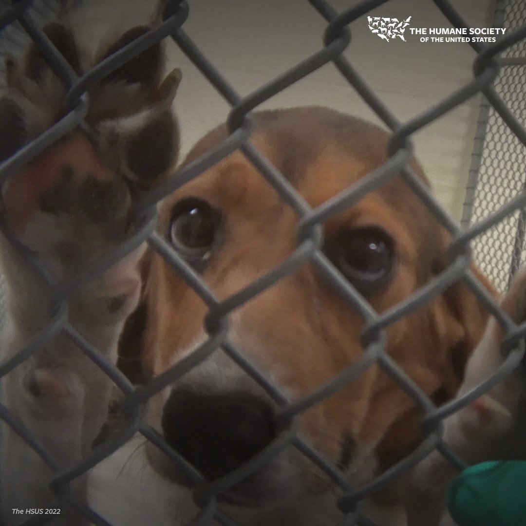 humaneworldorg tweet picture