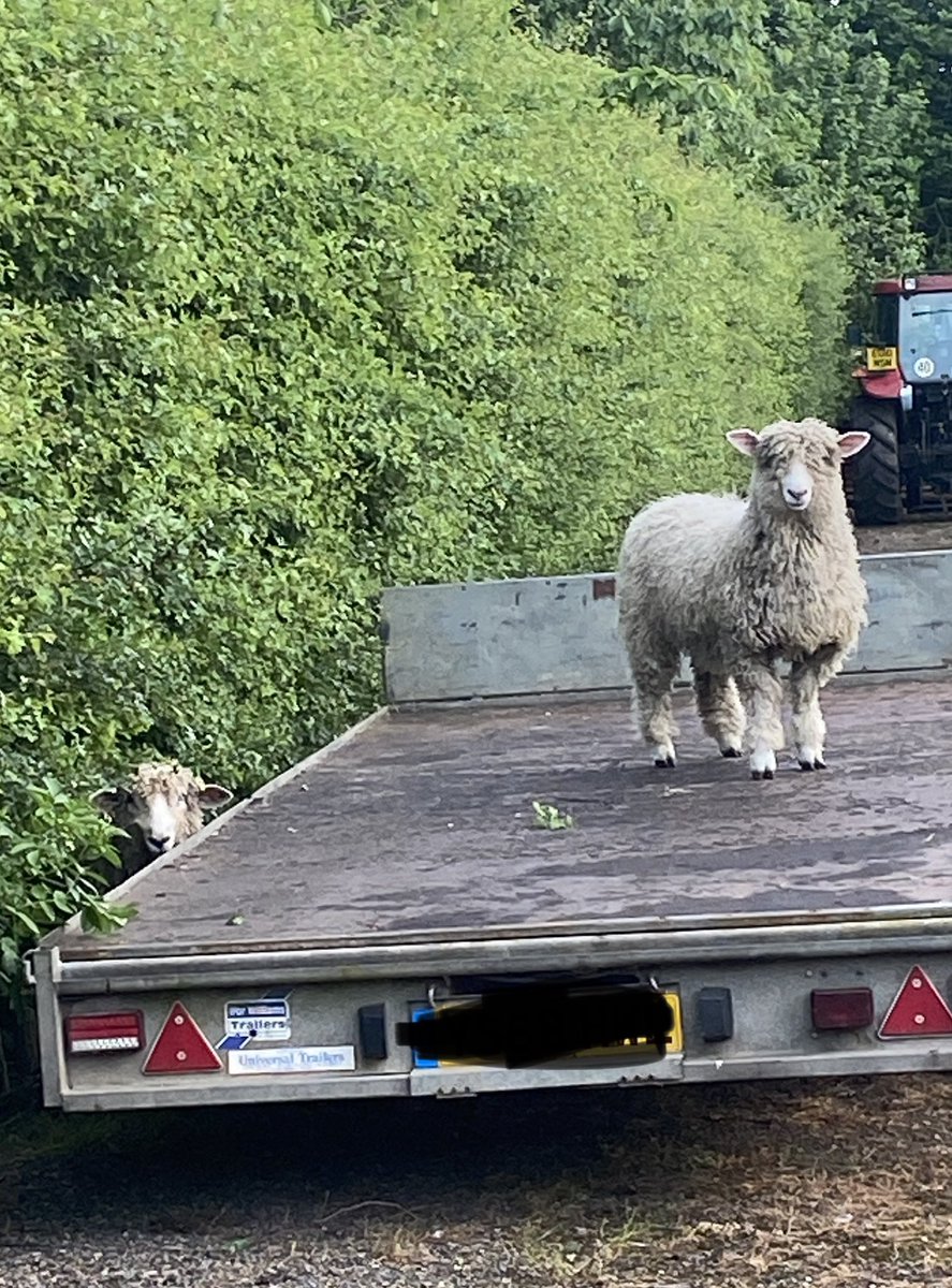 Busted 🙌 Naughty little Lincolns!! #Lincolnshire #lincolnlongwool